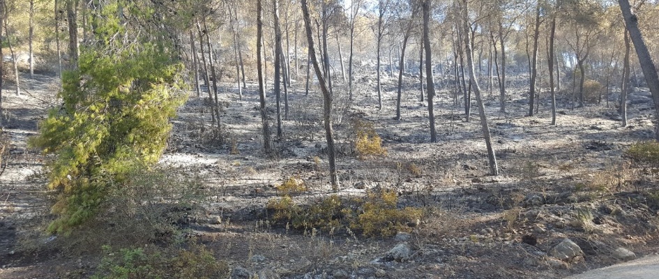 incendio sierra