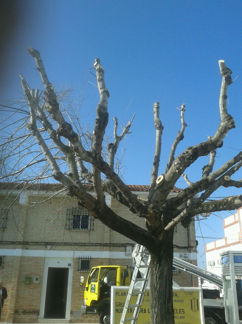 podado_arboles