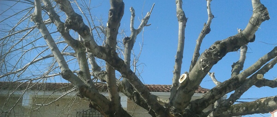 podado_arboles